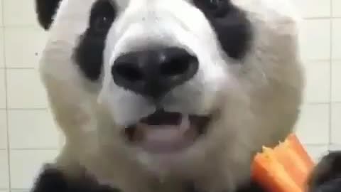 Feeding the panda bear