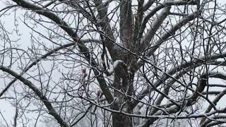 SNOW AT THE TREEHOUSE PENTHOUSE