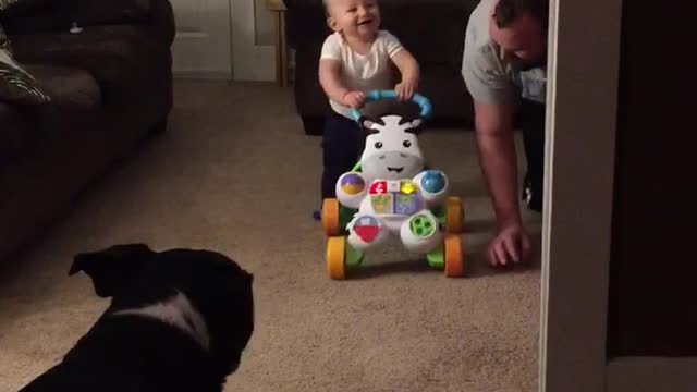 Baby walks for first time, finds it absolutely hysterical