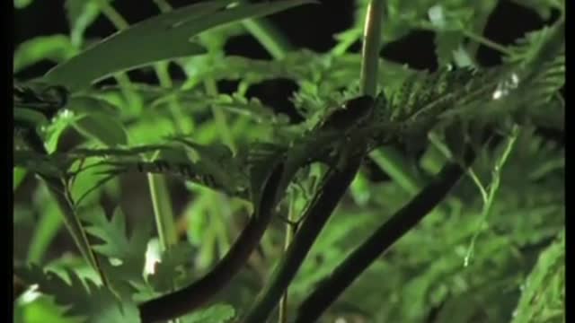 Cat-Eyed Snake Snacks | Jungle Nights | BBC Earth