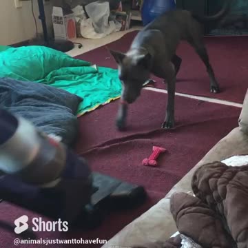Dogs take on vacuum
