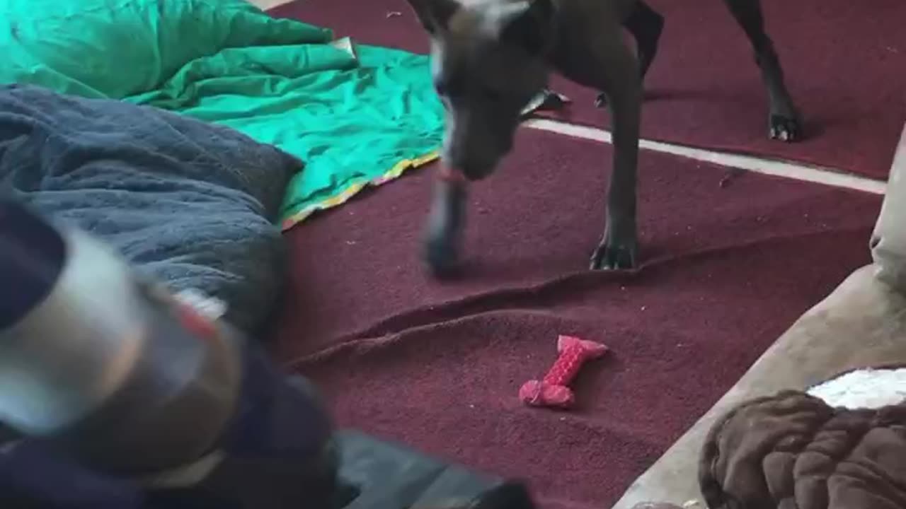 Dogs take on vacuum