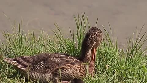 close-up-of-ducks-on-the-grass