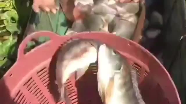 This is a beautiful and charming water-dwelling species