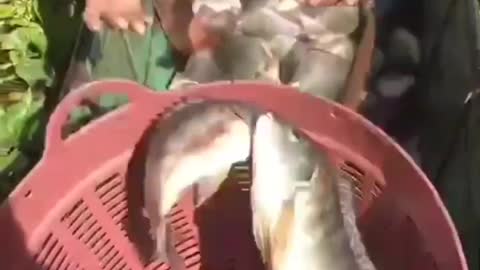 This is a beautiful and charming water-dwelling species