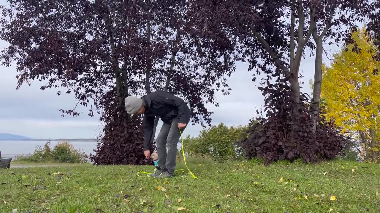 How to Train ANY PUPPY to walk on leash