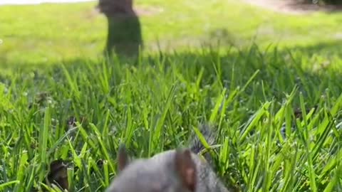 Squirrel 🐿️ filling his mouth with food