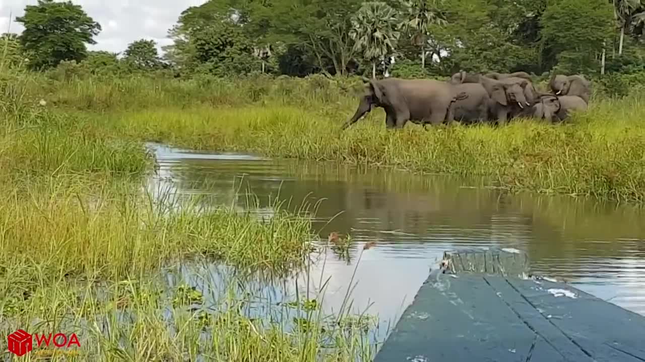 Amazing Elephant Save Baby Elephant From Crocodile Hunting!