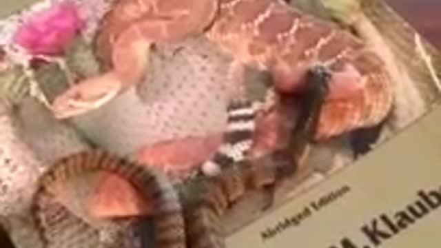 What is the best first venomous snake? Wrong question!