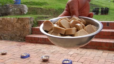 Puppies fed with BARF