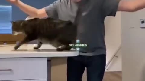 Can a dog’s reflexes be same as a cat’s