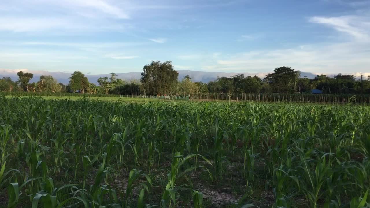 Relaxing view of my farm