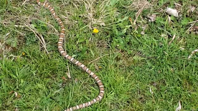 Evicting an Eastern Milk Snake from My Basement
