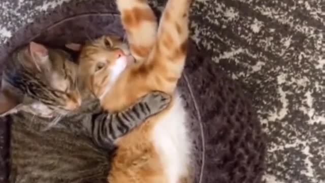 Cute cat funny time