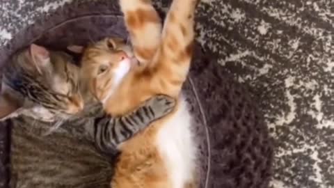 Cute cat funny time