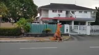 T-Rex Spotted Walking Beagle During Lockdown