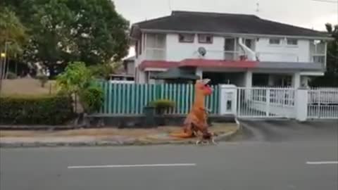 T-Rex Spotted Walking Beagle During Lockdown