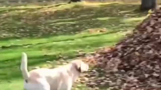 Super funny dogs compilation # 3 πΆπΆπ