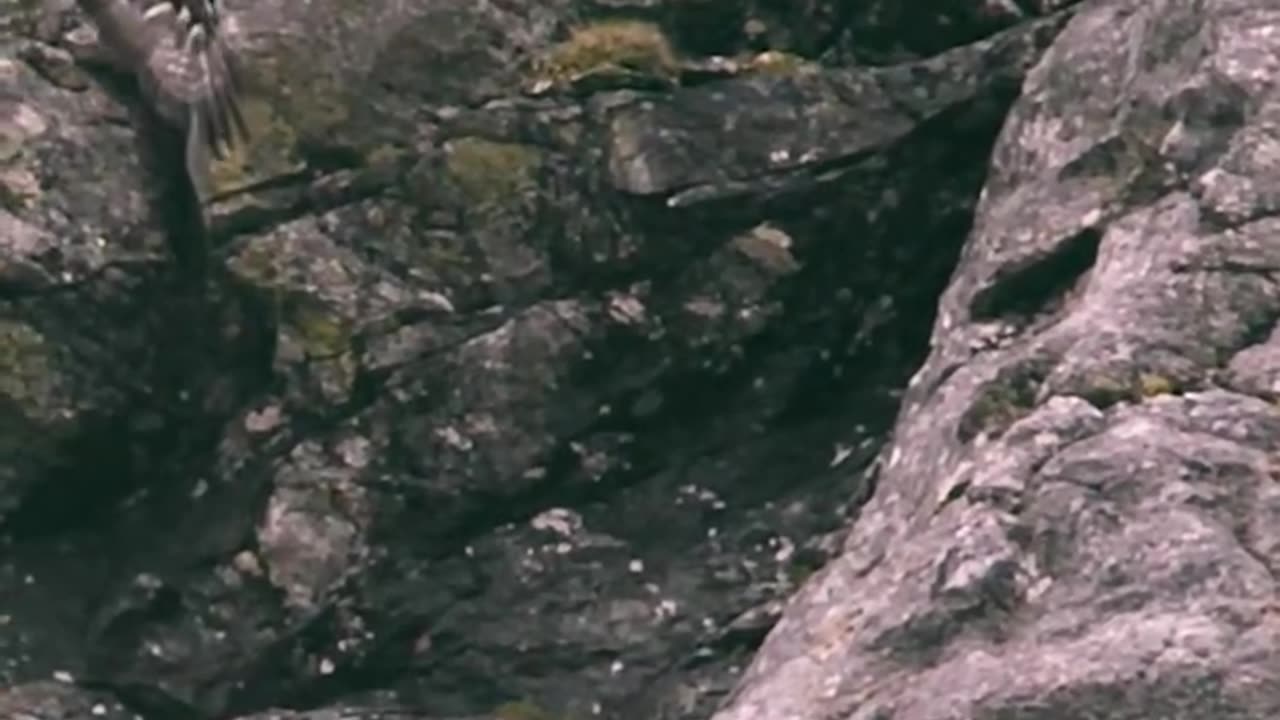 Wildlife