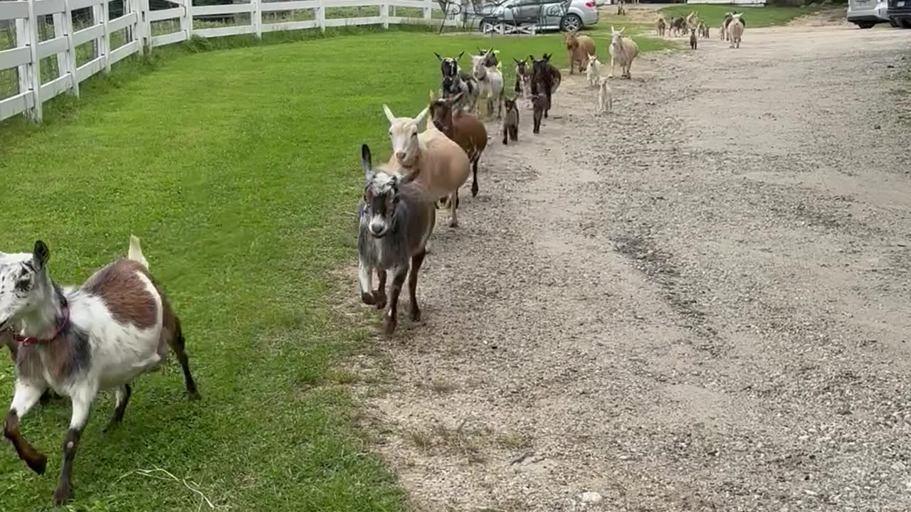 Goat Parade Delights Crowd