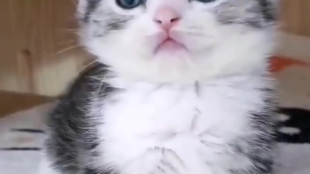 cute cat