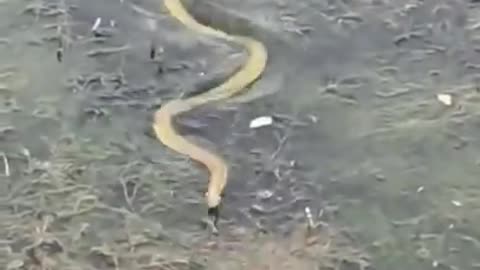 snake in water