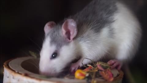 Hamster woke up hungry. Very cute!