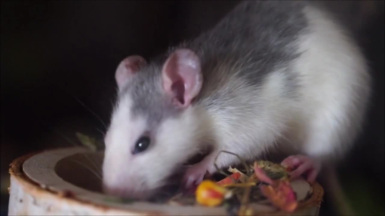 Hamster woke up hungry. Very cute!