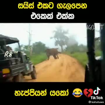 Brave Dogs attack to elephants