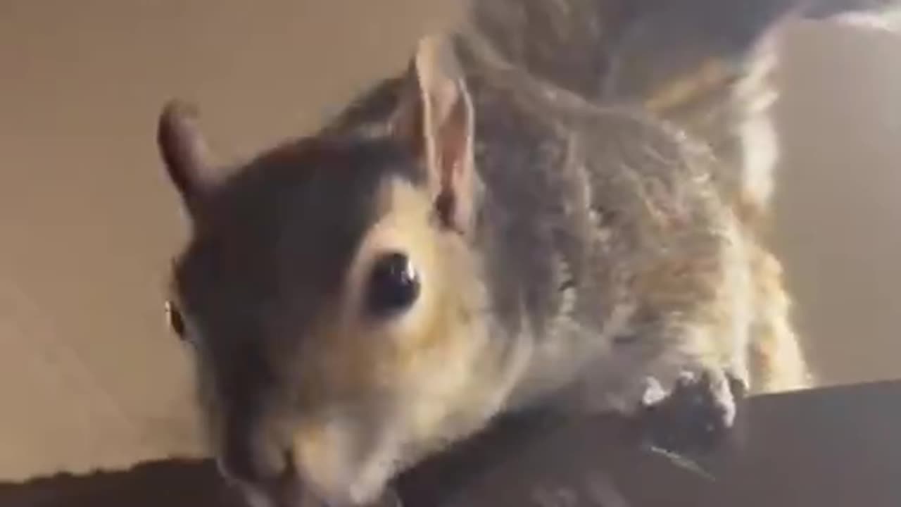 Squirrel as a friend