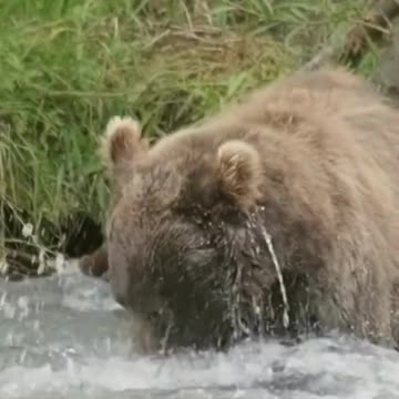 👄Brown bear catch salmon💋#shorts #trendingonshorts #funny #travelvlog #touristattractions #animal