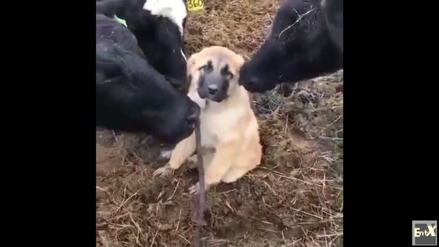 Cow moms lovingly licking their new baby dog