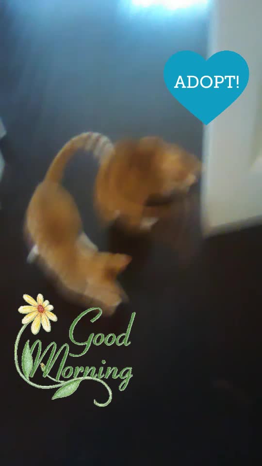 Good Morning Breakfast Treats with Foster Kittens Bella Mia, Tigger & Bugsy