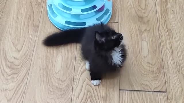 Fun with Cats and Dogs