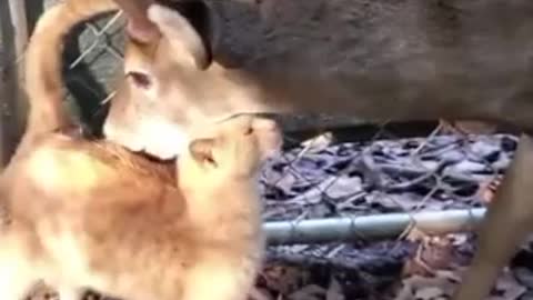 Funny catcat 3