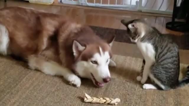 German Shaped & Cat