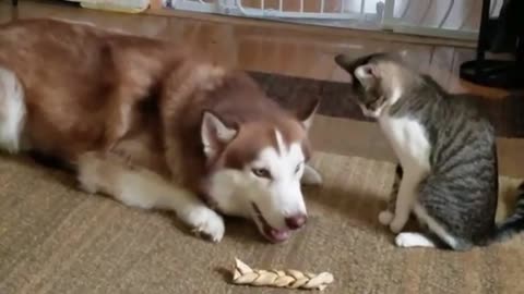 German Shaped & Cat