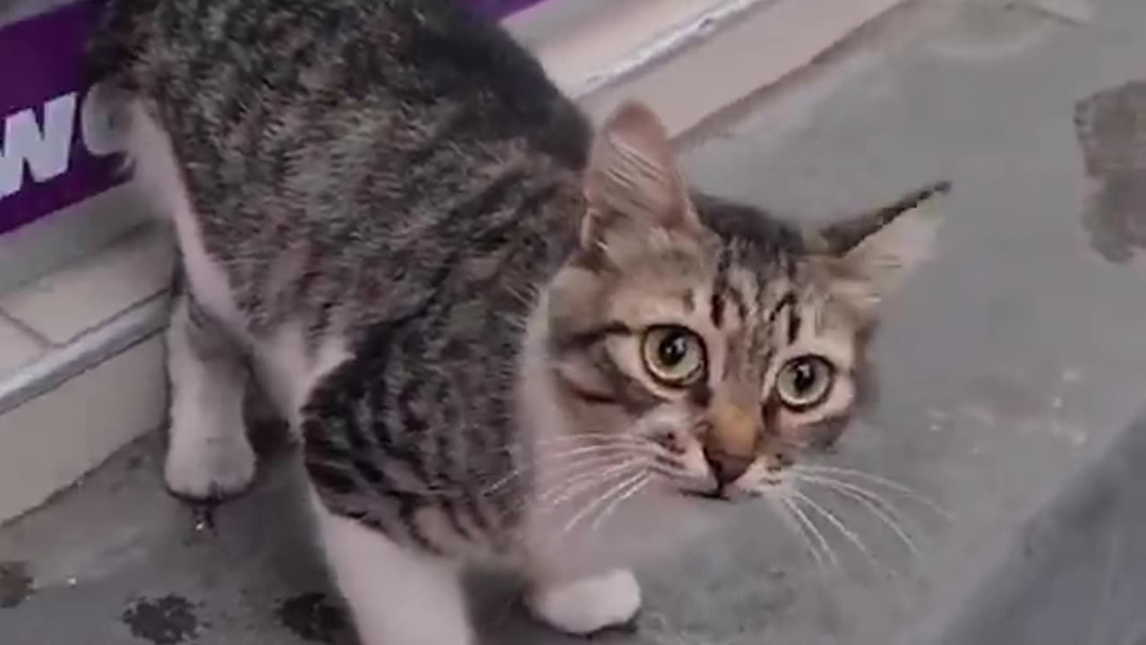 Being Abandoned Here Has Made This Beautiful Cat No Longer Fully