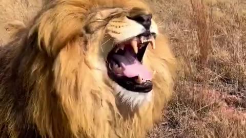 Funny lion laughing