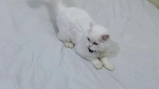 Cute kitten playing on bed #shorts