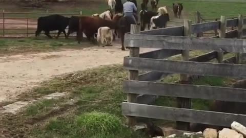 Cattle Drive Turns Into Cattle Ride