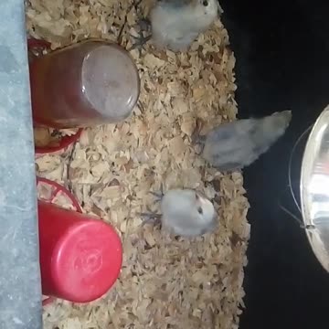 Chicks in a brooder Part 39