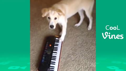 The Best of Classic Cat & Dog Vines do not laugh