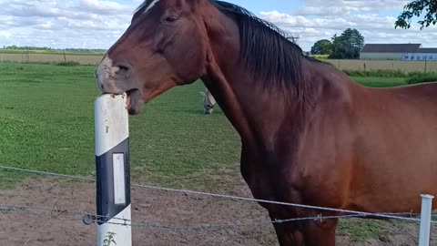 Adorable Bay Horse Enjoys a Sunny Day