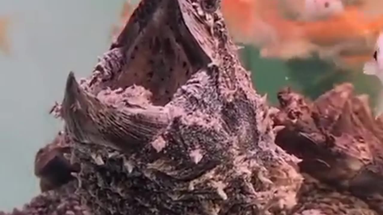 An alligator snapping turtle waiting for a snack to swim by...