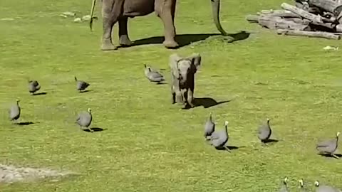 Cute 🐘 elephant 😍 compilation