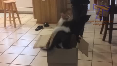 CATS will make you LAUGH YOUR HEAD OFF Funny CAT compilation😄🥰😍
