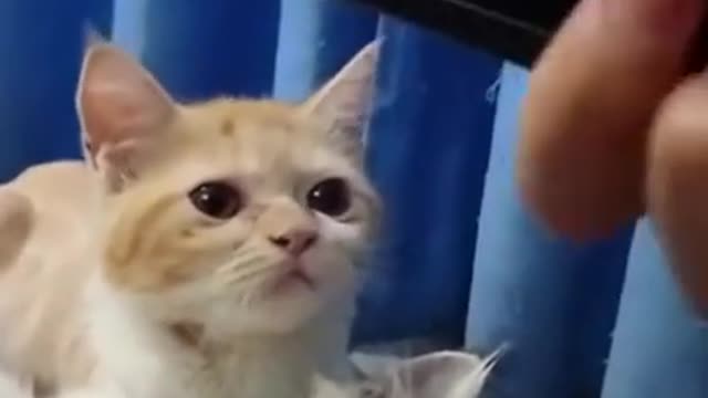 Funny Cat