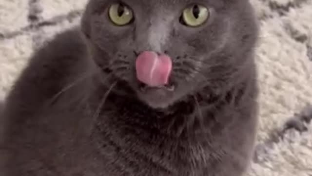 Hilarious Cat Viral Videos | Ultimate Cat Compilation 2019