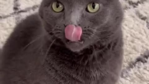 Hilarious Cat Viral Videos | Ultimate Cat Compilation 2019